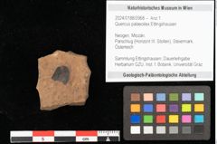 Foto (Objekt + Etikett) von Quercus palaeoilex Ettingshausen (NHMW-GEO-2024-0188-0968)